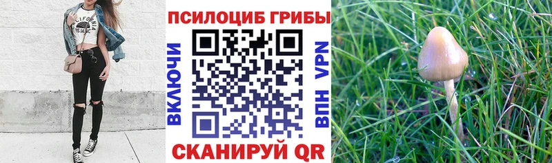 Псилоцибиновые грибы Cubensis  Коркино 